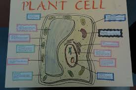 Check spelling or type a new query. Plant Cell Cells Project Cell