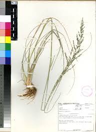 Image result for Eragrostis plana