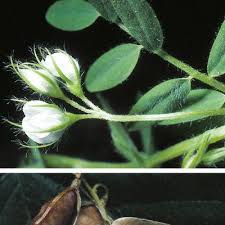 Image result for Lens culinaris