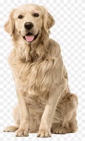Lab dogs adopted on rescue me! Labrador Retriever Puppy Bone Drawing Free Dog Bone Cartoon Animal Rescue Group Line Png Pngwing