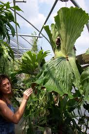 Image result for Platycerium