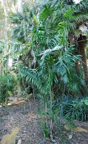 Image result for Chamaeclitandra