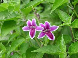 Image result for Asystasia