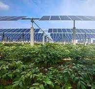 ‫الصين Agrivoltaics مزرعة الطاقة الشمسية مصنعي الموردين مصنع ...‬‎