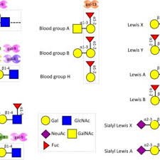 PDF) Role of galectin-glycan circuits in reproduction: from healthy  pregnancy to preterm birth (PTB)