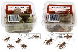 Ein stundenlang zirpendes heimchen im haus ist andererseits eher als lästling anzusehen. Myants De Kaufen Bestellen Ameisen Ameisenfarm Heimchen Ameisen Kaufen Bestellen Ameisenfarmen Futtertiere