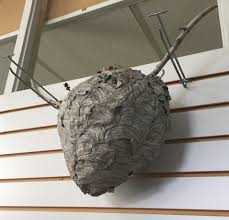 Diy Removing Wasp Nests Poulin S Pest Control