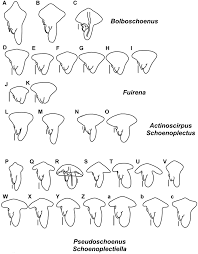 Image result for Fuirena pachyrrhiza