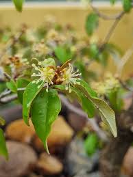 Image result for Croton pseudopulchellus