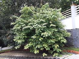 Expect these trees to grow up to 20 to 30 feet tall if not pruned, so you need plenty of space to grow them. Carambola Wikiwand