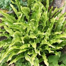 Image result for Asplenium angolense