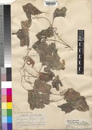 Image result for Eureiandra eburnea