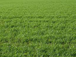 Grass Texture Grass Wallpaper Bermuda Grass Grass Textures