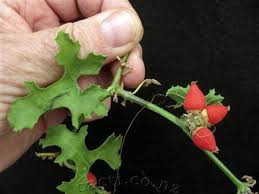 Image result for Corallocarpus bainesii