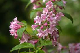 Image result for Weigela