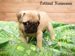 These pug puppies located in georgia come from different cities, including, atlanta. Pug Puppies For Sale This Breed Will Be Your New Bestie Petland Kennesaw