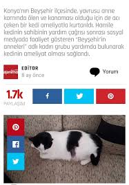 Aysel Taskin Adli Kullanicinin Hayvanlardan Haberler Panosundaki Pin 2020 Faaliyetler Hayvan Kedi