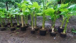 Masyarakat kita sangat menyukai pisang mengkomsusi, tetapi karena rasanya yang enak, harga pisang di pasaran juga cukup terjangkau. Cara Menanam Pisang Raja Ambon Kepok Dll Tips Terbaik Yang Perlu Kamu Coba