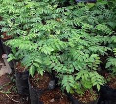 Cara tanam strawberry dari sulur. Jual Tanaman Daun Kari Salam Koja Di Lapak Desa Bunga Sidomulyo Bukalapak