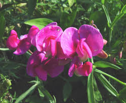 Image result for Oxyanthus latifolius