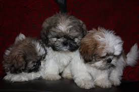 Ohio shih tzu breeder, producing champion line purebred akc shih tzu. Shih Tzu Puppies For Sale In Colorado Dogs Breeds And Everything About Our Best Friends