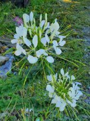 Image result for Cleomaceae