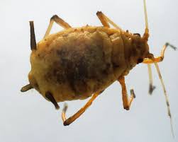 Grape (vitis spp.) fruit, seed and plant material had been. Aphis Spiraecola Spirea Aphid Identification Images Ecology Control