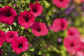 Colors of petuniaspopular colors of petunias are shades of purple, but they come in just about any color. Pin On Front Yards
