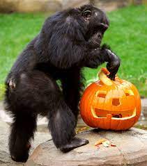 Les Animaux De La Semaine Animaux Chimpanze Citrouille Halloween