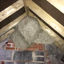 Maybe you would like to learn more about one of these? How To Spot An Active Wasp Hornet Nest Helliar Pest Control Yeovil Sherborne Crewkerne