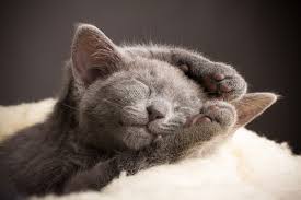 Tudo Sobre O British Shorthair