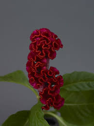 Image result for Celosia nervosa