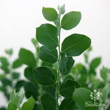 Image result for Acacia podalyriifolia