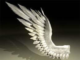 Wings Bird Angel 3d Model Bird Wings Wings Bird