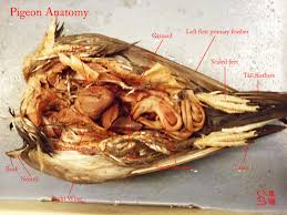 The skeletal anatomy of a bird. Pigeon Anatomy By Russockshitha On Deviantart