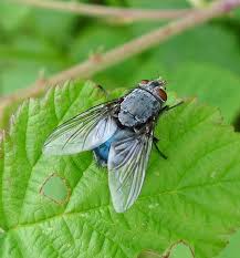 Image result for Otiophora caerulea