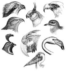 Black Birds With White Heads Victorian Bird Illustrations Bird Heads Bird Drawings Black White And Grayscale Line Art Vintage Digital Collage Bird Illustration Bird Drawings Drawings