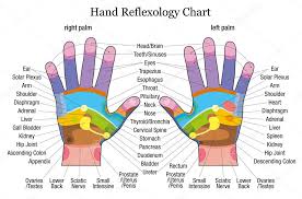 Hand Reflexology Chart Description Stock Vector Furian