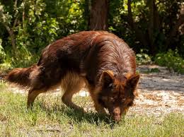 People also buy black german shepherd and black & red german shepherds puppies as a family member. The Abcs Of Owning A Liver German Shepherd 10 Faqs Answered Healthy Homemade Dog Treats