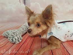 Tolle gratis schnittmuster für nähanfänger und hobbyschneider! Freebook Tutorial Schnittmuster Jacke Fur Hunde