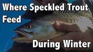 Where Speckled Trout Feed During Winter Youtube