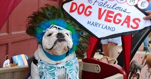 Maybe you would like to learn more about one of these? Pet Friendly Outdoor Attractions And Events Visitmaryland Org