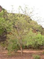 Image result for Sorindeia juglandifolia