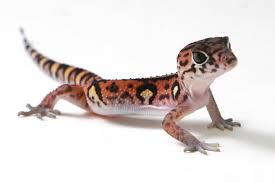 Image result for Eulophia elegans