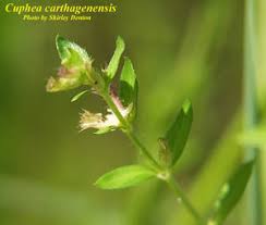 Image result for Cuphea carthagenensis