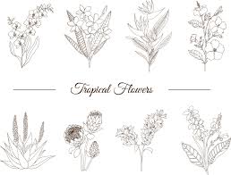 Whitepages is a residential phone book you can use to look up individuals. Vector Set Of Tropical Flowers Isolated On White Background Hand Drawn Plumeria Canna Aloe Bougainvillea Hibiscus Protea Orchid Strelitzia Floral Outline Coloring Page Sketch Style 4298678 Vector Art At Vecteezy