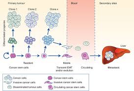 Tumors form when cell growth gets out of control. Hallmarks Of Cancer Stem Cell Metabolism British Journal Of Cancer