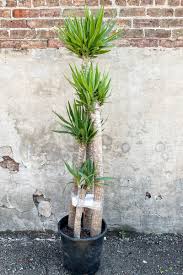 Image result for yucca gigantea en casa