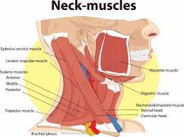 The following stretches will tell this stretch helps relieve neck pain or and release the sternocleidomastoid (scm), a pair of to return click here. The Top 5 Exercises To Strengthen Your Neck Neck Muscle Anatomy Muscle Anatomy Head Muscles