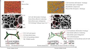 Maybe you would like to learn more about one of these? Effects Of Freezing On Cell Structure Of Fresh Cellular Food Materials A Review Sciencedirect